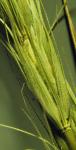 : - Elymus canadensis