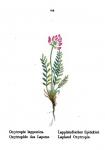 Lappländischer Spitzkiel - Oxytropis lapponica