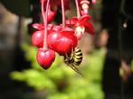 : - Berberidopsis corallina