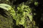 Krauser Rollfarn - Cryptogramma crispa
