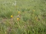 : - Arnica sororia