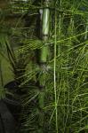 Riesen-Schachtelhalm - Equisetum giganteum