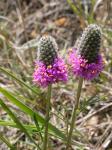 Purpur-Prärieklee-Dalea purpurea