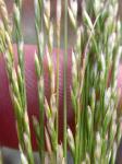 : - Deschampsia elongata