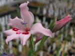 Fleischrosa Gladiole - Gladiolus carneus