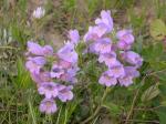 : - Penstemon eriantherus