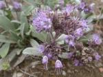 : - Phacelia hastata