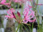 : - Nerine filifolia
