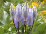 : - Triteleia grandiflora
