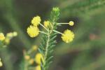 :-Acacia conferta