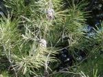 Aleppo-Kiefer - Pinus halepensis