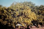 : - Acacia iteaphylla