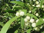 Tropische Akazie - Acacia melanoxylon