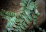 : - Adiantum hispidulum