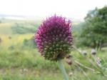 Runder Lauch - Allium rotundum