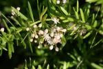 Sprengers Zier-Spargel - Asparagus aethiopicus