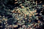 : - Bossiaea aquifolium subsp. laidlawiana