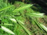 Ährengrasähnliche Trespe - Bromus catharticus