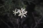 : - Burchardia umbellata