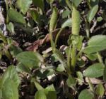 : - Doellingeria scabra