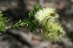 : - Callistemon pallidus