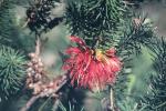 : - Calothamnus quadrifidus
