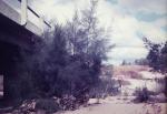 : - Casuarina cunninghamiana