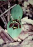 : - Chiloglottis gunnii