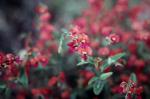 : - Chorizema cordatum