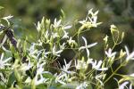 : - Clematis aristata
