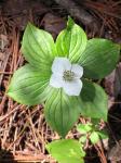 Kanadischer Hartriegel - Cornus canadensis