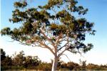 : - Corymbia aparrerinja