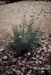: - Crotalaria goreensis