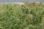 Zypergras - Cyperus alternifolius
