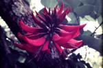 : - Erythrina variegata