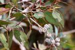 : - Eucalyptus cosmophylla