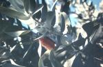 : - Eucalyptus macrocarpa