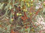 : - Eucalyptus pyriformis