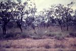 : - Eucalyptus shirleyi