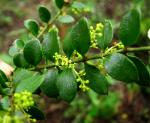 : - Lepidoceras chilense