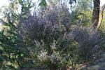 : - Hovea acutifolia