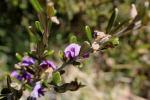 : - Hovea montana