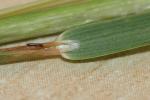 Flaumhaariges Bartgras - Hyparrhenia hirta