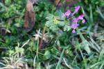 Stängelumfassende Taubnessel - Lamium amplexicaule