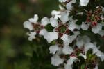 Südseemyrte - Leptospermum scoparium