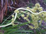 : - Lomandra hystrix