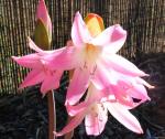 : - Lycoris squamigera
