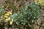 : - Tropaeolum polyphyllum