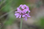 Kopfiger Storchenschnabel - Pelargonium capitatum