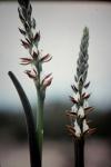 :-Prasophyllum sargentii